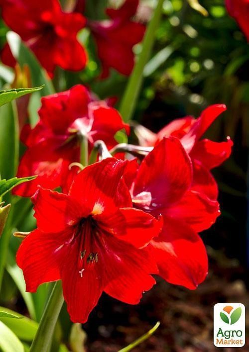 Амариллис "Красный красавец" ТМ"Vesna Exclusive" 10шт - фото 5