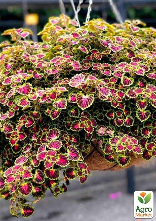 Колеус ампельний "Great Falls Alamare"