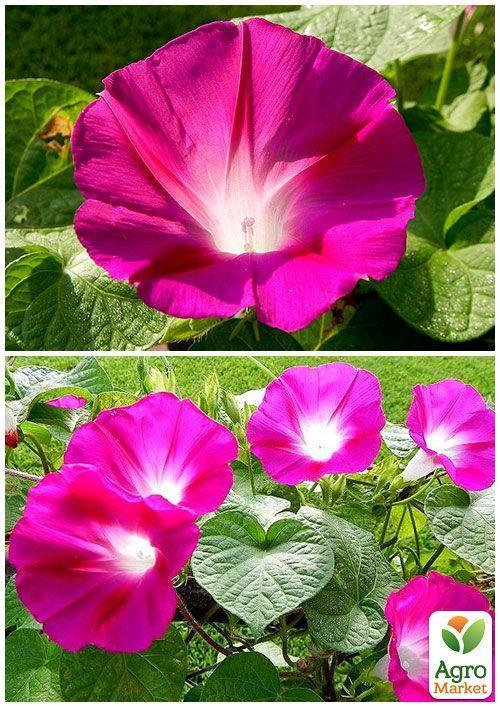На развес Ипомея "Кримсон рамблер" ТМ "Весна" цена за 2г - фото 3