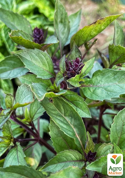 Базилик "Тайская королева" (Зипер) ТМ "Весна" 1,5г - фото 2