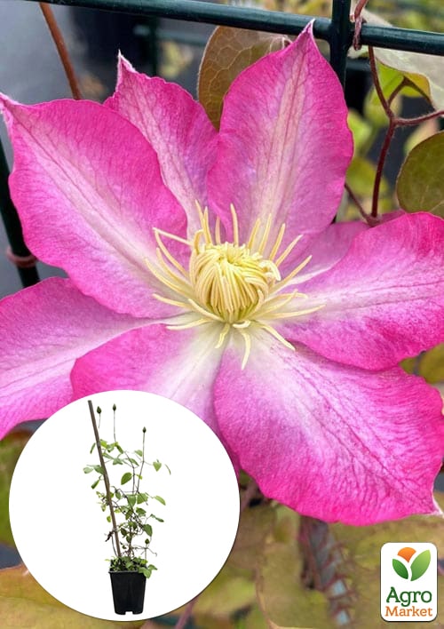 Клематис 2-х річний "Asao" вазон С2 вазон