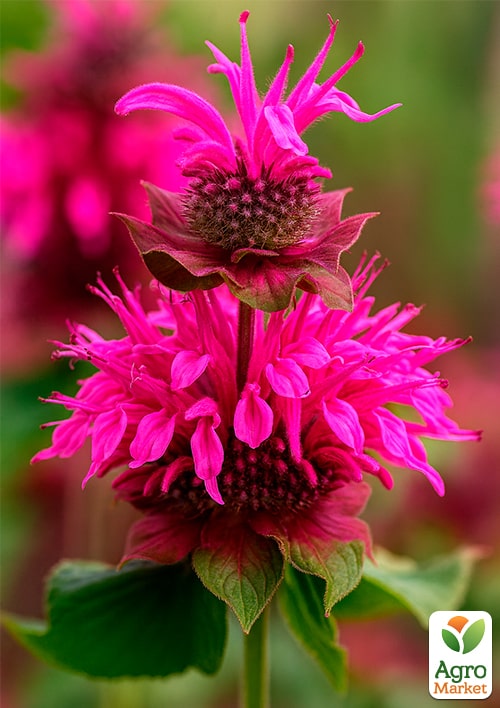 Бергамот (Монарда)  "Bee Free"