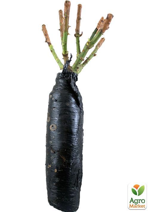 Роза плетистая "Aloha" (саженец класса АА+) высший сорт - фото 6