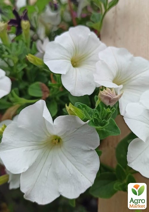 Сурфиния "Giant White" (контейнер № 10, высота 10-15 см) - фото 2