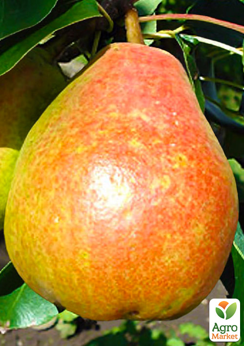 Груша "Миколай Крюгер" (осінній сорт, середній термін дозрівання)