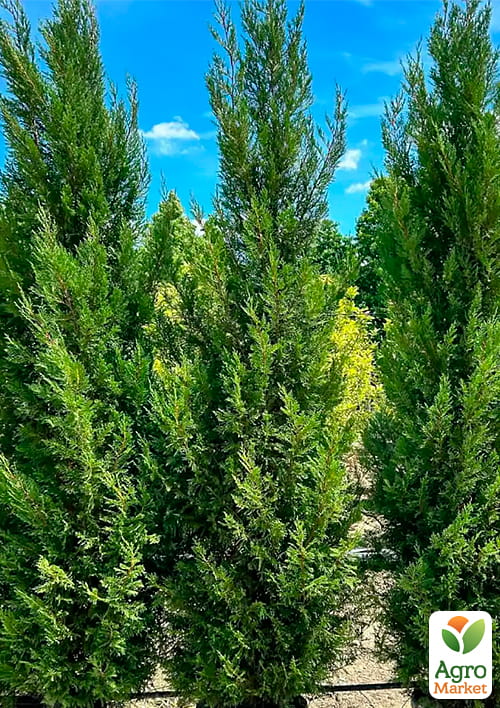 Купрессоципарис Лейланда "Pyramidalis", С5 висота 80-100см