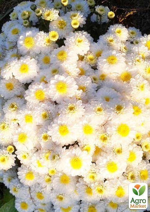 Хризантема корейська "Crystal Mountain"