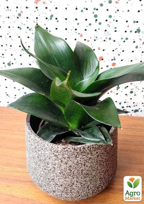 LMTD Сансевієрія "Black Jade" висота рослини 15-25см - фото 6