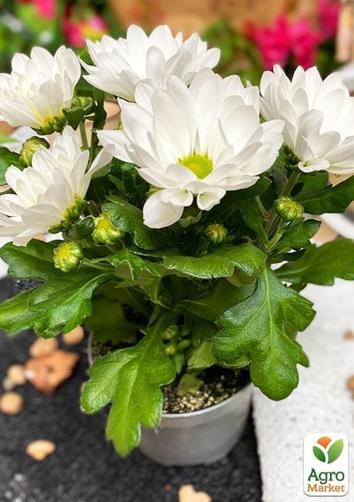 Хризантема "Classic White" (Нидерланды) - фото 3