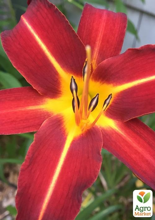 Лілійник "Autumn Red" 1шт в упаковці