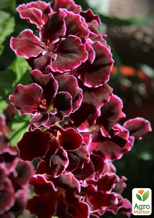Пеларгония Королевская Aristo "Black Beauty" - фото 2