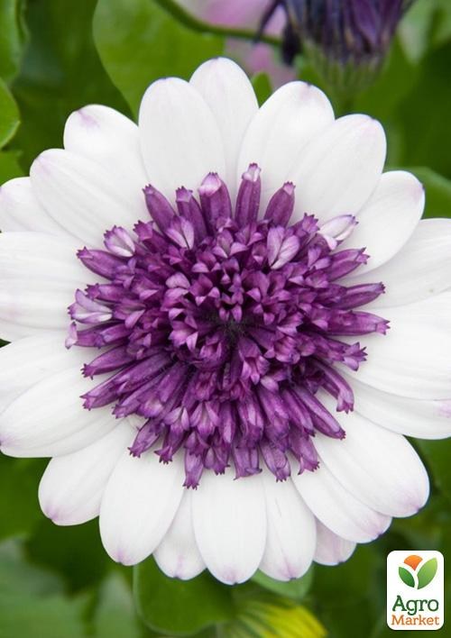 Остеоспермум махровый "3D Blueberry Shake" 