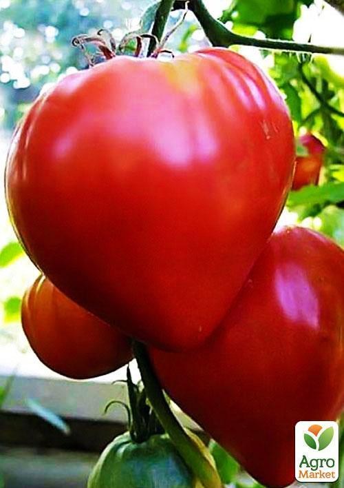 Томат "Бычье сердце красное" (Зипер) ТМ "Весна" 0.5г - фото 3