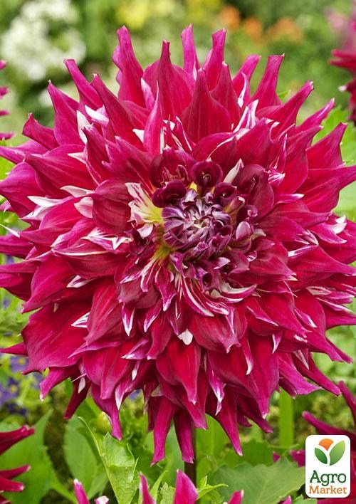 Георгина "Myth" (гигантский цветок)