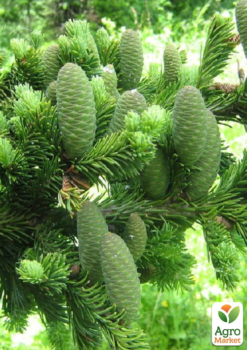 Пихта Маньчжурская 4х летняя (Abies holophylla) высота 30-40 см - фото 4