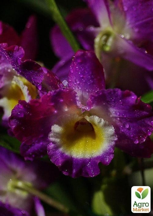 Дендробіум "Прекрасна ніч" (Dendrobium) дм 12 вис. 50 см