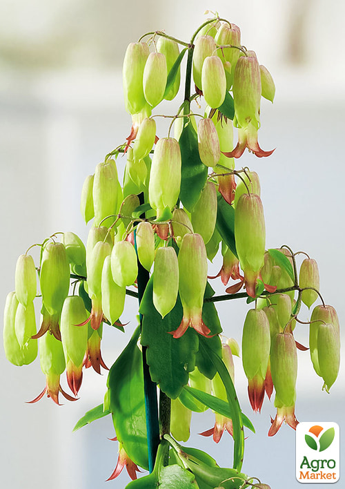 Каланхоэ перистое "Magic Bells" высота 40-60см (Нидерланды) - фото 5