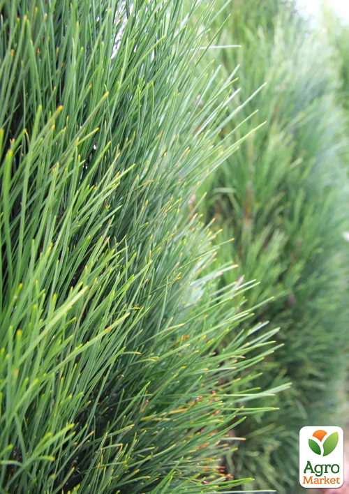 Сосна чорна "Green Tower" (ком/сітка), висота 90-120см - фото 3