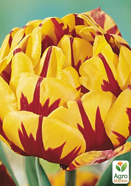 Тюльпан "Monsella" 