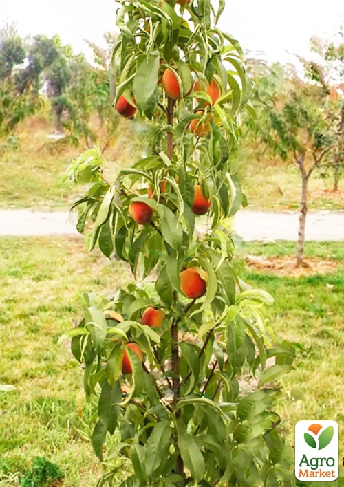 Персик колоновидний "Еліс Кол (Alice Col)"