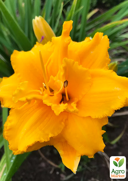 Лілійник "Condilla" 1шт в упаковці