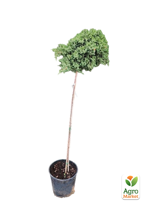 Можжевельник стелющийся на штамбе «Procumbens Nana» С10, высота 90-110см, диаметр кроны 25-35см - фото 2