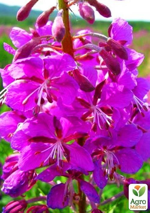 Иван-чай (Кипрей) ТМ "Vesna Select" 8 стручков (1600-2000 семян)