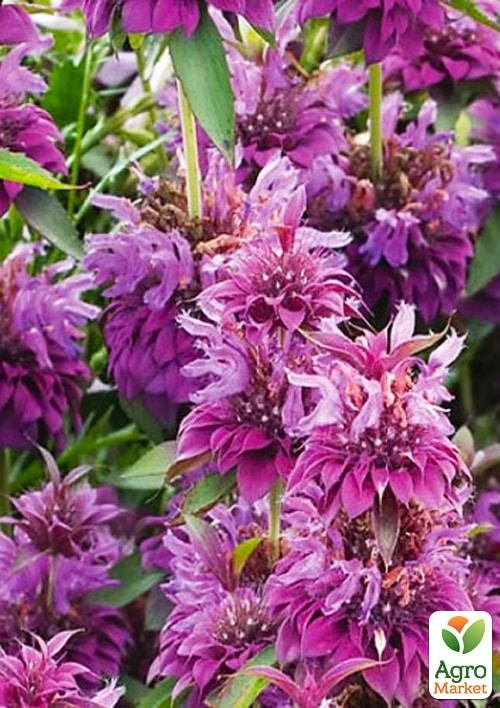 Монарда "Бергама" ТМ "Vesna Select" 0.1г