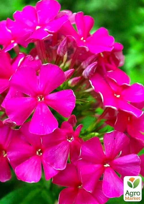 Флокс багаторічний "Tenor" 1шт в упаковці