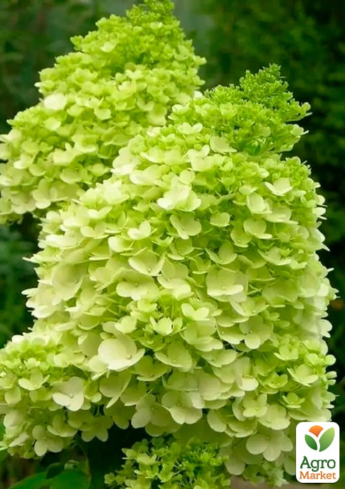 Гортензия метельчатая "Mojito"  - фото 6