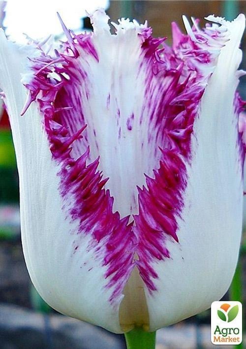 Тюльпан "Aria Cards" (розмір 10/11, великий) 3шт в упаковці