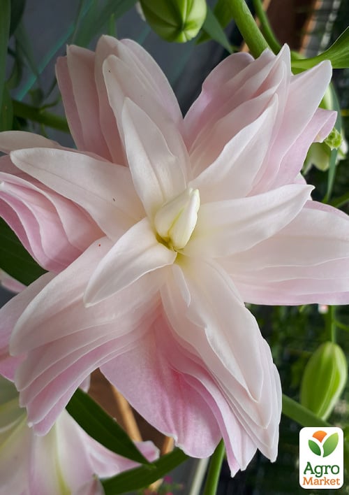 Лілія Махрова "Lotus Breeze"