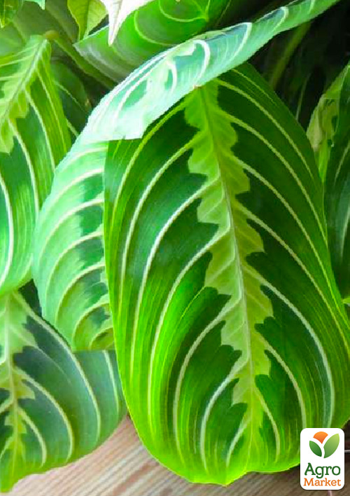 Маранта "Leuconeura"