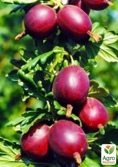 Агрус "Сіріус" (середньо-пізній термін дозрівання)