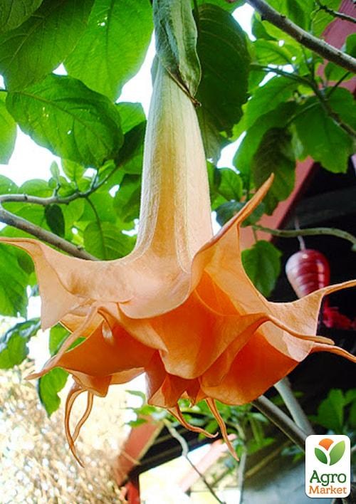 Бругмансия махровая "Angels Sunexplosion"