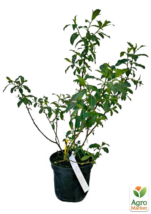 Верба 2-х річна тонкослупкова чорна "Melanostachys" - фото 2