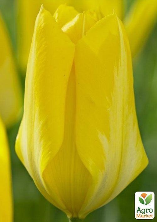 Тюльпан "Candella" 3шт в упаковці