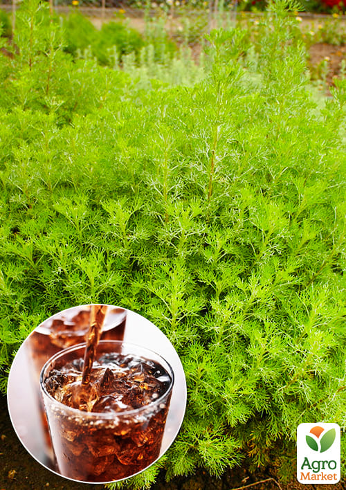 Полынь Кока Кола "Cola Plant" 