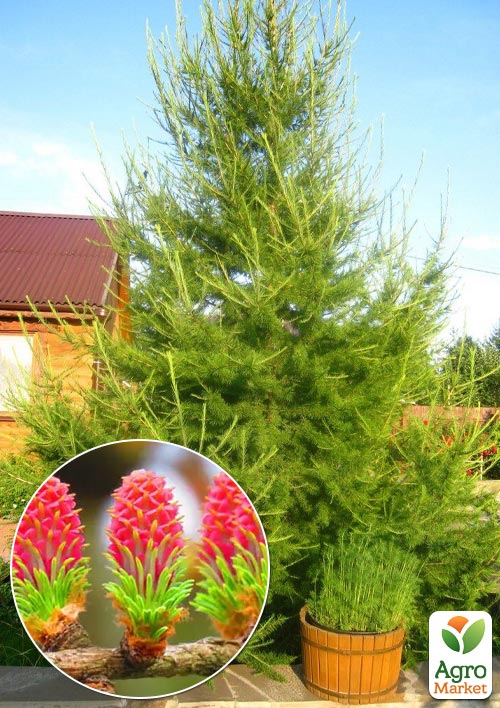 Лиственница Европейская (Larix Decidua) горшок P9