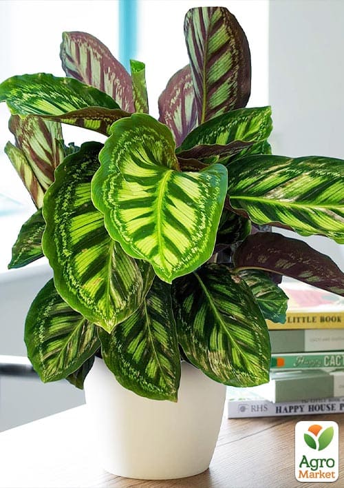 Калатея "Flamestar" высота 35-45см