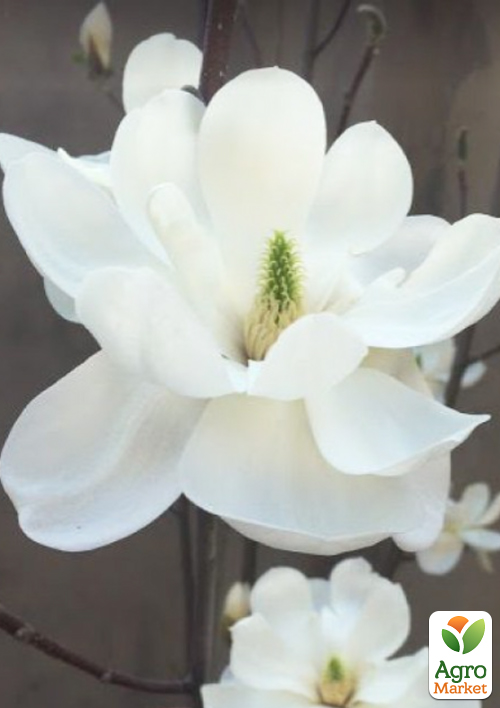 Магнолия 4-х летняя "Jade Lamp" (высота 80-100см) - фото 4