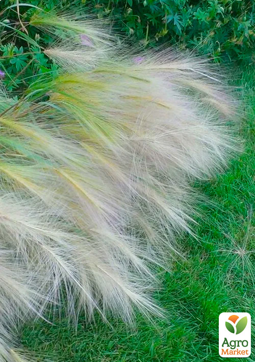 Ковыль Пушистый (Stipa) - фото 3