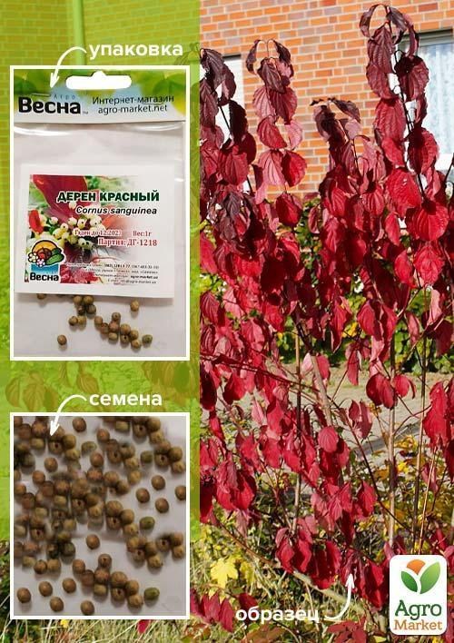 Дерен красный (Зипер) ТМ "Весна" 1г