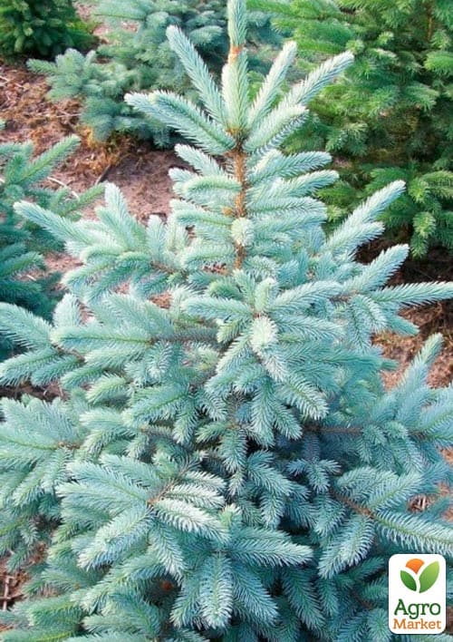 Ялина блакитна "Kaibab" (від 100 до 125 см)