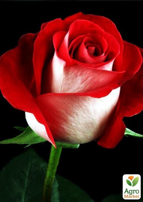 Троянда чайно-гібридна "Блаш" (саджанець класу АА +) вищий сорт