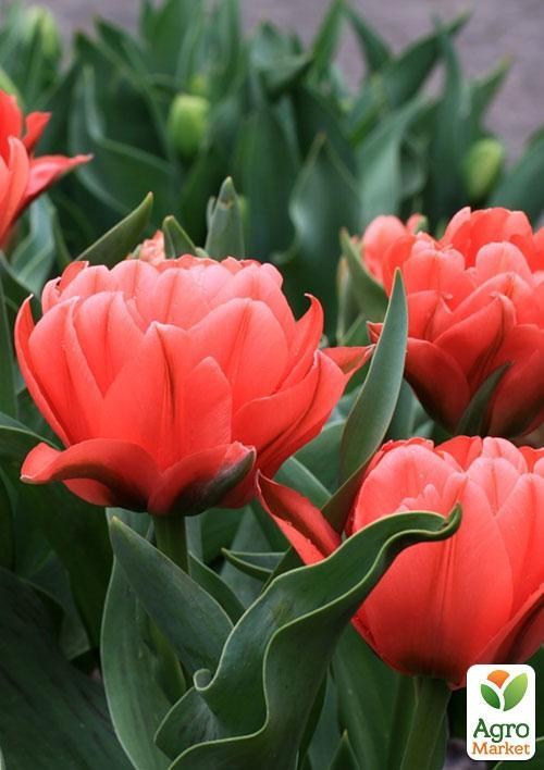 Тюльпан "Toronto Double" 3шт в упаковке