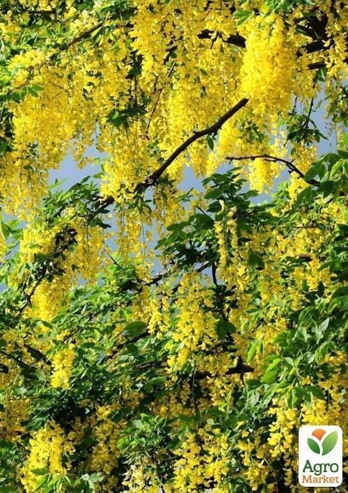 Акация "Карагана желтая" - фото 3