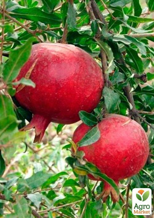 Гранат "Кримський смугастий"