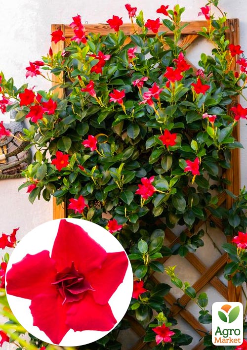 Дипладенія (Mandevilla) махрова "Double Blush Red" (квітуча ліана)