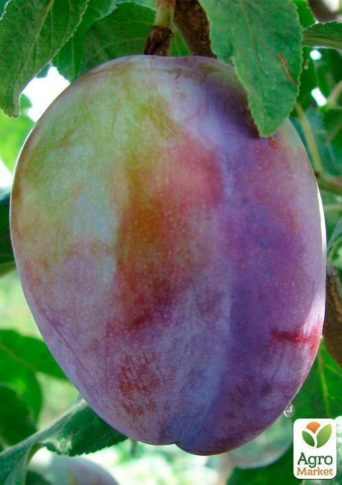 Слива "Киргизская Превосходная" - фото 2